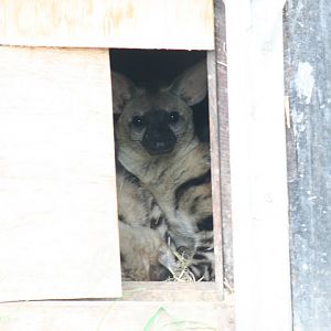 Aardwolf