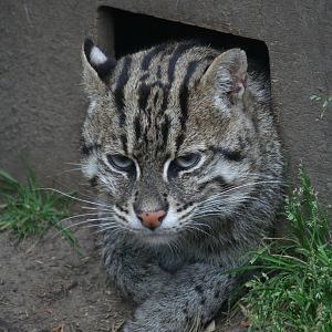 Fishing cat