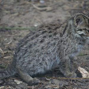 Fishing cat kitten