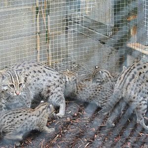 Fishing cat family