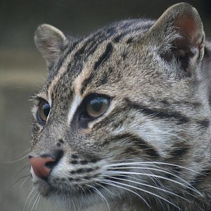 Fishing cat