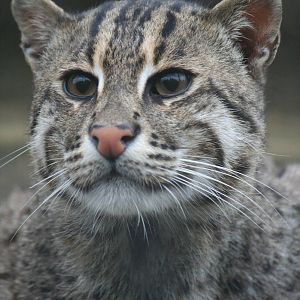 Fishing cat