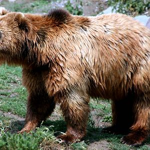Kamchatka bear; ZOOM; 27th May 2011