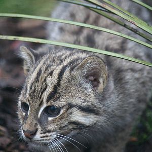 Fishing cat kitten