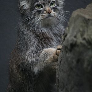 Pallas's cat
