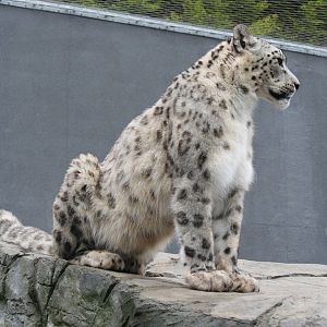 Snow leopard