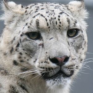 Snow leopard