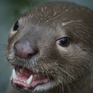Smooth-coated otter