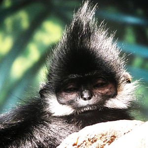 Monkey Hair