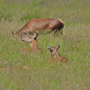 Red Deer