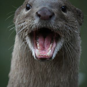 Smooth-coated otter