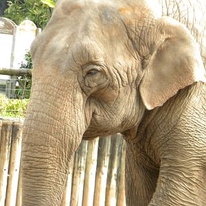 Asian Elephant at Chester Zoo 11/06/11