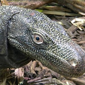 Salvador's Monitor at Chester Zoo 11/06/11