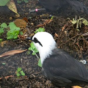 Black and White Laughingthrush at Chester Zoo 11/06/11