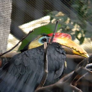 Wrinkled Hornbill at Chester Zoo 11/06/11
