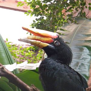 Rhinoceros Hornbill at Chester Zoo 11/06/11