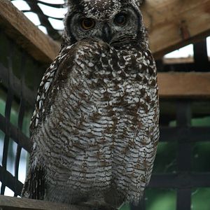 African spotted eagle owl