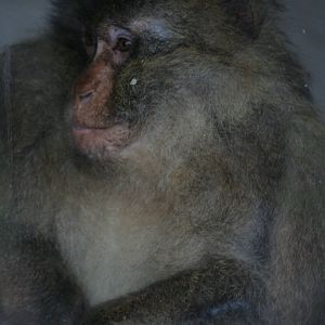Barbary macaque