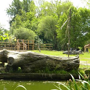 Giraffe viewing at Chester Zoo 11/06/11