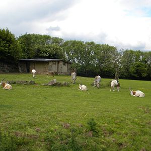 Scimitar Horned Oryx and Grevy's Zebra viewing at Chester Zoo 11/06/11