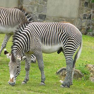 Grevy's Zebra at Chester Zoo 11/06/11