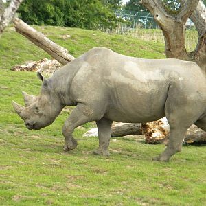 Sammy the Eastern Black Rhino at Chester Zoo 11/06/11