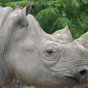 Sammy the Eastern Black Rhino at Chester Zoo 11/06/11