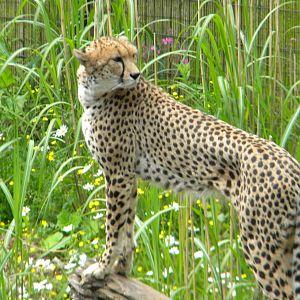 North African Cheetah at Chester Zoo 11/06/11