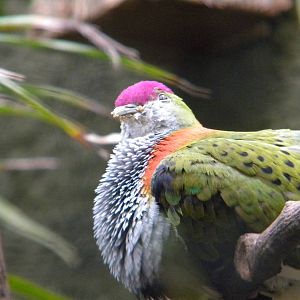 Superb fruit Dove at Chester Zoo 11/06/11