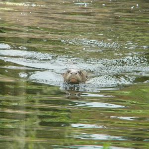 Giant Otter at Chester Zoo 11/06/11