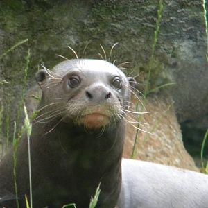 Giant Otter at Chester Zoo 11/06/11