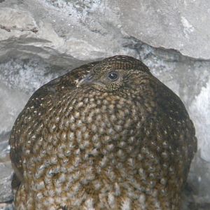 Temminck's Tragopan at Chester Zoo 11/06/11