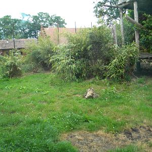 Sumatran Tiger enclosure at Chester Zoo 11/06/11