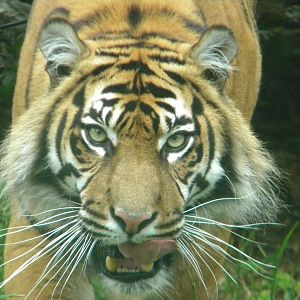 Sumatran Tiger at Chester Zoo 11/06/11
