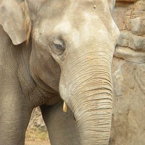Upali the Asian Elephant at Chester Zoo 11/06/11