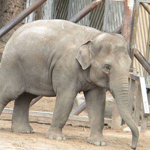Sithami the Asian Elephant at Chester Zoo 11/06/11