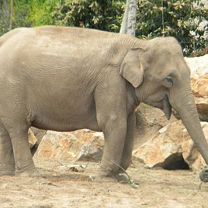 Thi the Asian Elephant at Chester Zoo 11/06/11