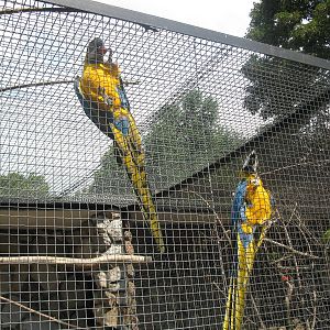 Blue-and-Yellow Macaws