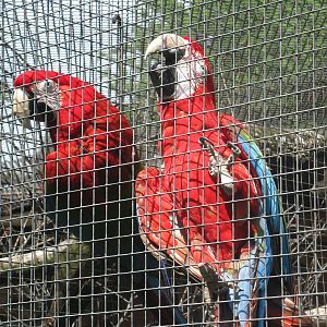 Red-and-Green Macaws