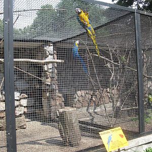 Blue-and-Yellow Macaw's Aviary
