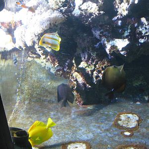 Coloured Sea Aquarium