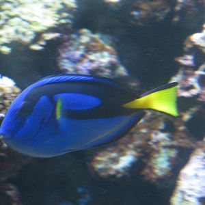 Royal Blue Tang