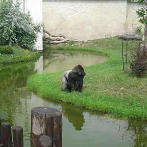 Gorilla's outdoor exhibit and Silverback M'tonge