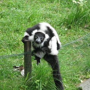Black-and-White ruffed Lemur's escape