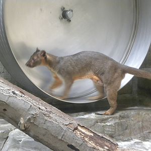 Fossa