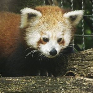 Red Panda