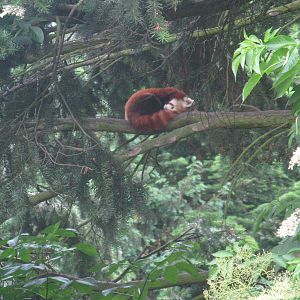 Sleeping Red Panda