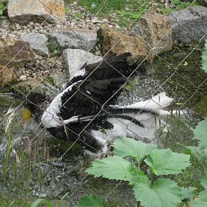 Steller's Sea Eagle in bath