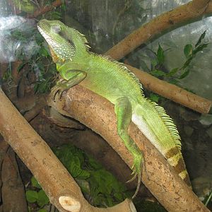 Chinese Water Dragon