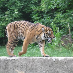 Ratu - female Tiger